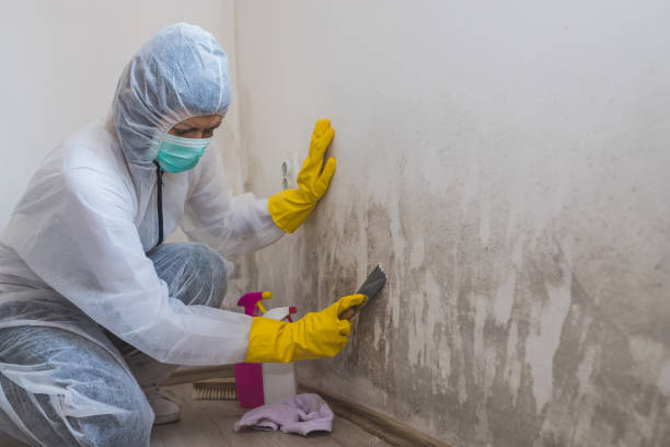 Biohazard Mold Removal in Cottonwood Shores, TX