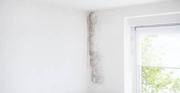 Best Indoor Air Quality Assessment  in Cottonwood Shores, TX