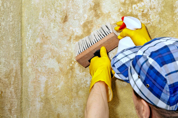 Best Emergency Mold Remediation  in Cottonwood Shores, TX