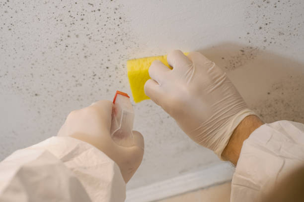 Mold Remediation for Rental Properties in Cottonwood Shores, TX
