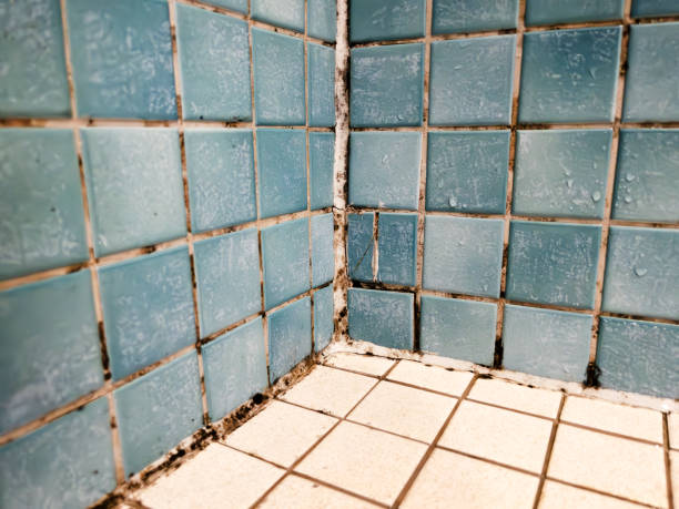 Forensic Mold Investigation in Cottonwood Shores, TX